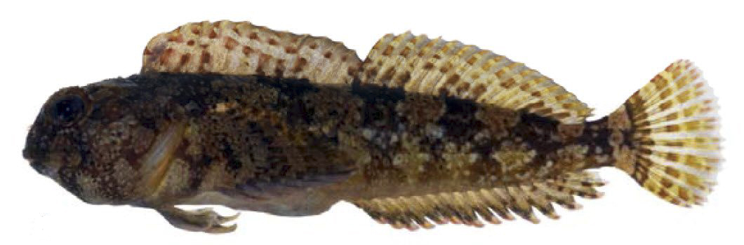 Lipophrys trigloides_ffff